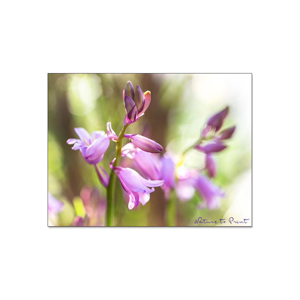 Hasenglöckchen, hübsche Frühlingsblumen. Auch Waldhyazinthe oder Bluebell genannt