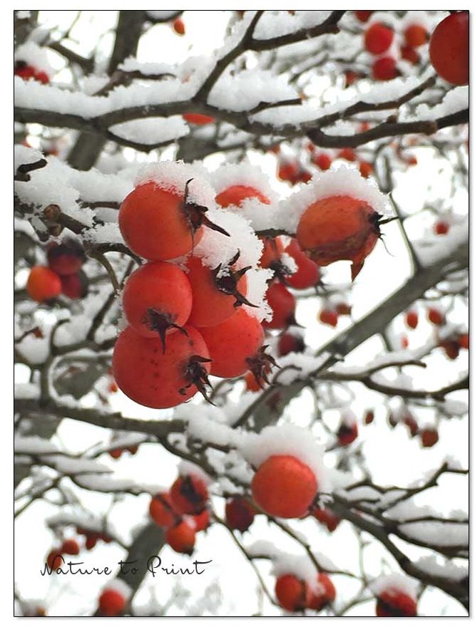 Apfeldorn mit Schneehäubchen