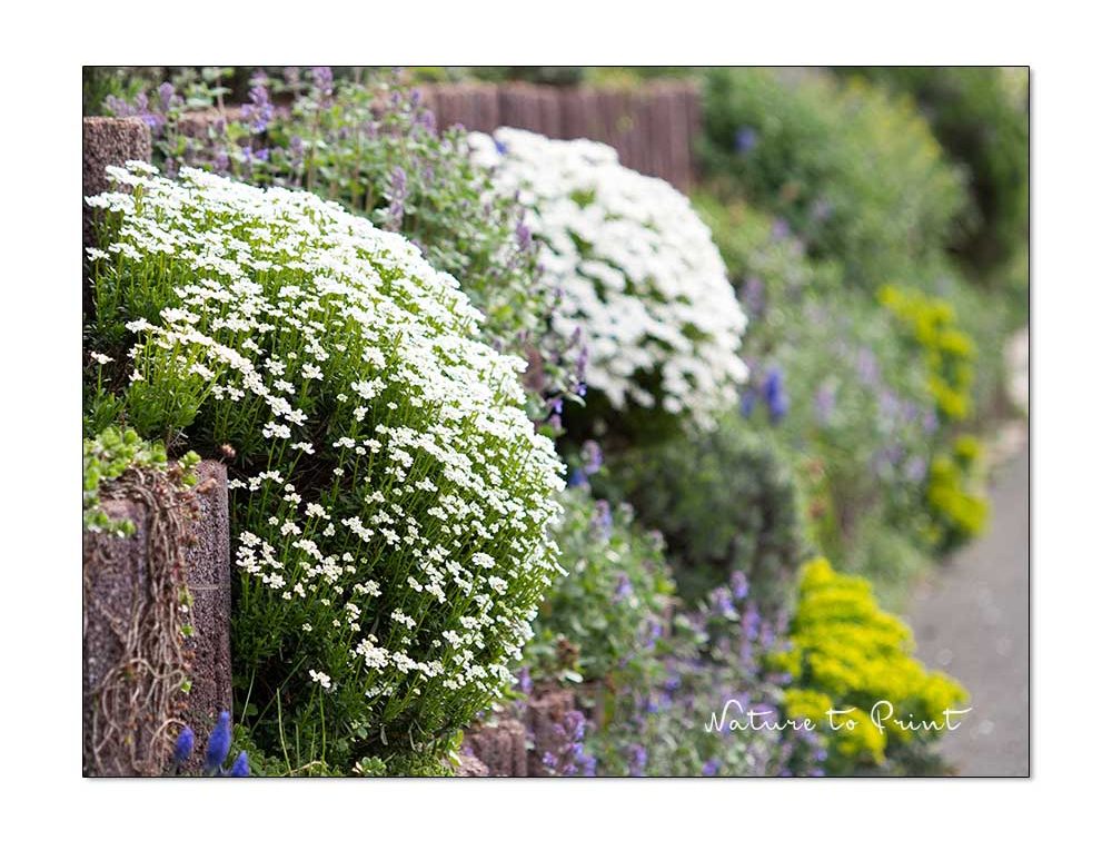 Polsterstauden in der Gartenmauer aus Betonpflanzsteinen: Vorne Schleifenblume / Iberis, rechts unten Walzen-Wolfsmilch und Katzenminze