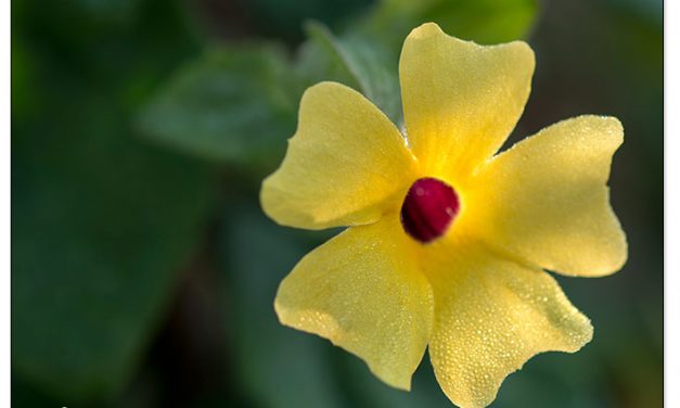 Sommerblumen säen im Januar. Mit diesen 4 Blumen geht es los.