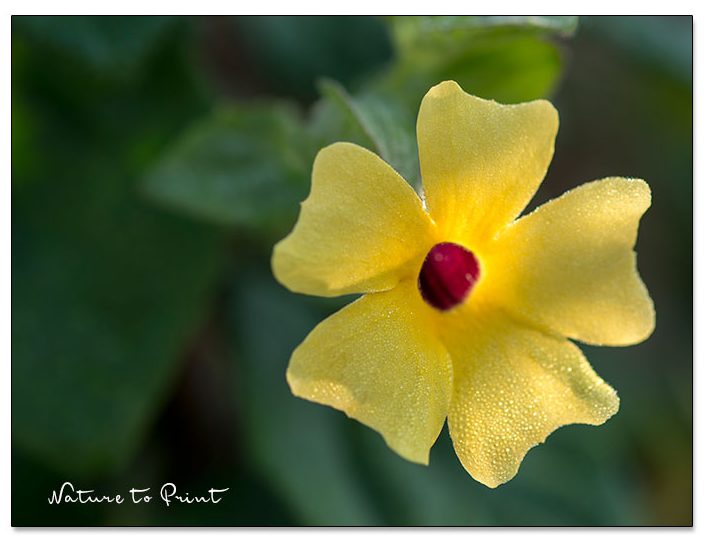 Sommerblumen säen im Januar | Schwarzäugige Susanne