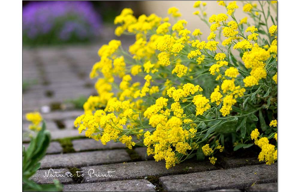 Steinkraut Alyssum. Eine Polsterstaude beißt sich durch.