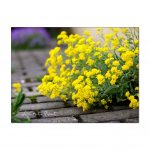 Steinkraut Alyssum. Eine Kraftpflanze beißt sich durch.