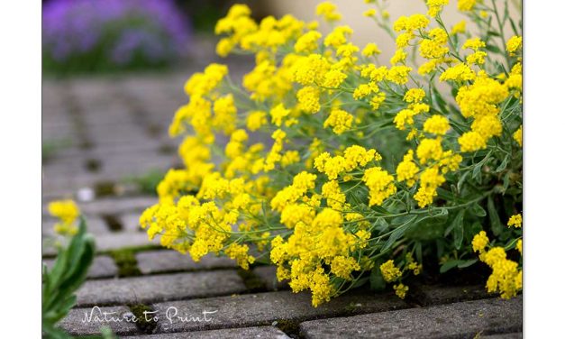 Steinkraut Alyssum. Eine Kraftpflanze beißt sich durch.