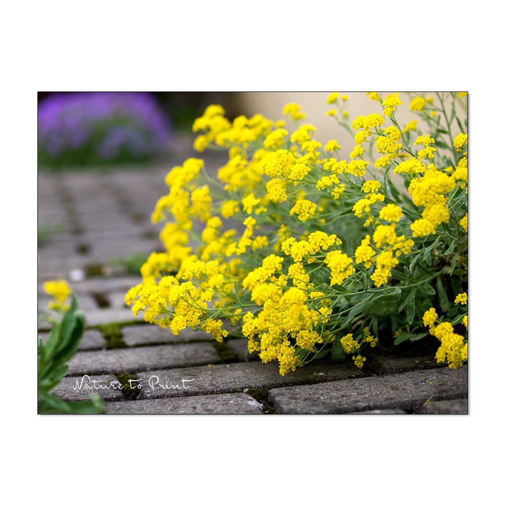 Steinkraut Alyssum hat sich selbst zwischen Pflastersteinen ausgesät