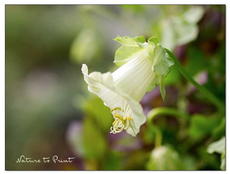 botanisch Cobaea scandens, auch Glockenwinde oder Krallenwinde