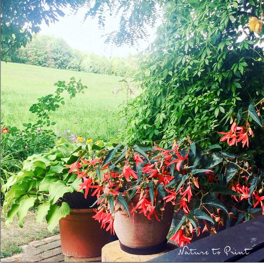 Bauernbegonie Begonia bertinii blüht überreich auf einer Schattenterrasse. Im Hinergrund: Jiaogulan, das Kraut der Unsterblichkeit. Mehr über diese besondere Kletterpflanze erfahren Sie im Schwesterblog Wo Blumenbilder wachsen. Bauernbegonien blühen überreich selbst auf einer Schattenterrasse