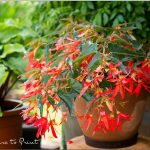 Bauernbegonien. Blütenreich und pflegeleicht.