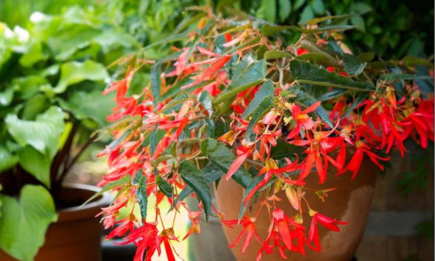 Bauernbegonien. Blütenreich und pflegeleicht.