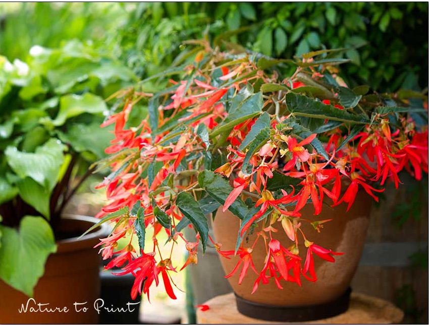 Bauernbegonien. Blütenreich und pflegeleicht.