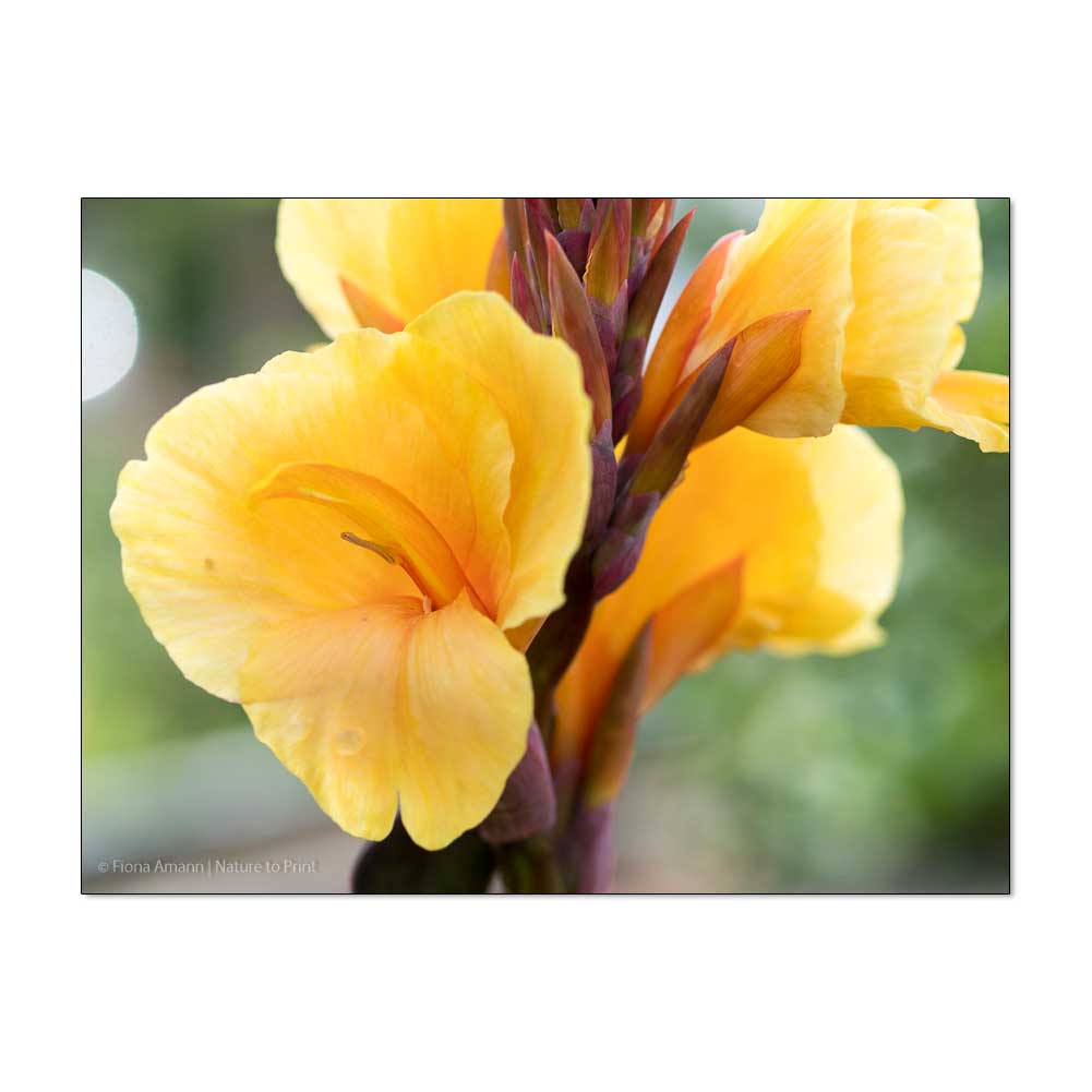 Blumenbilder Cannas im Garten von Nature to Print