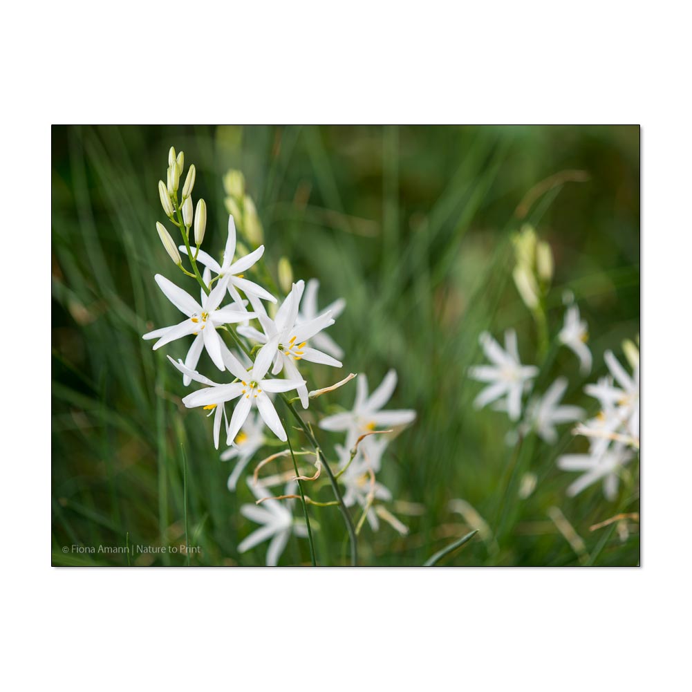 Graslilie neben Lavendel und Thymian