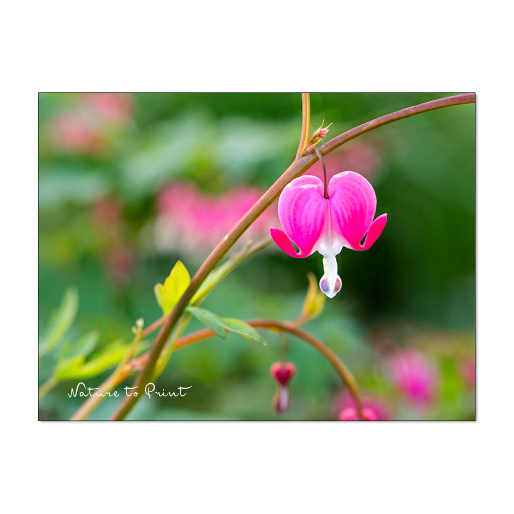 Tränendes Herz, romantische Gartenstaude