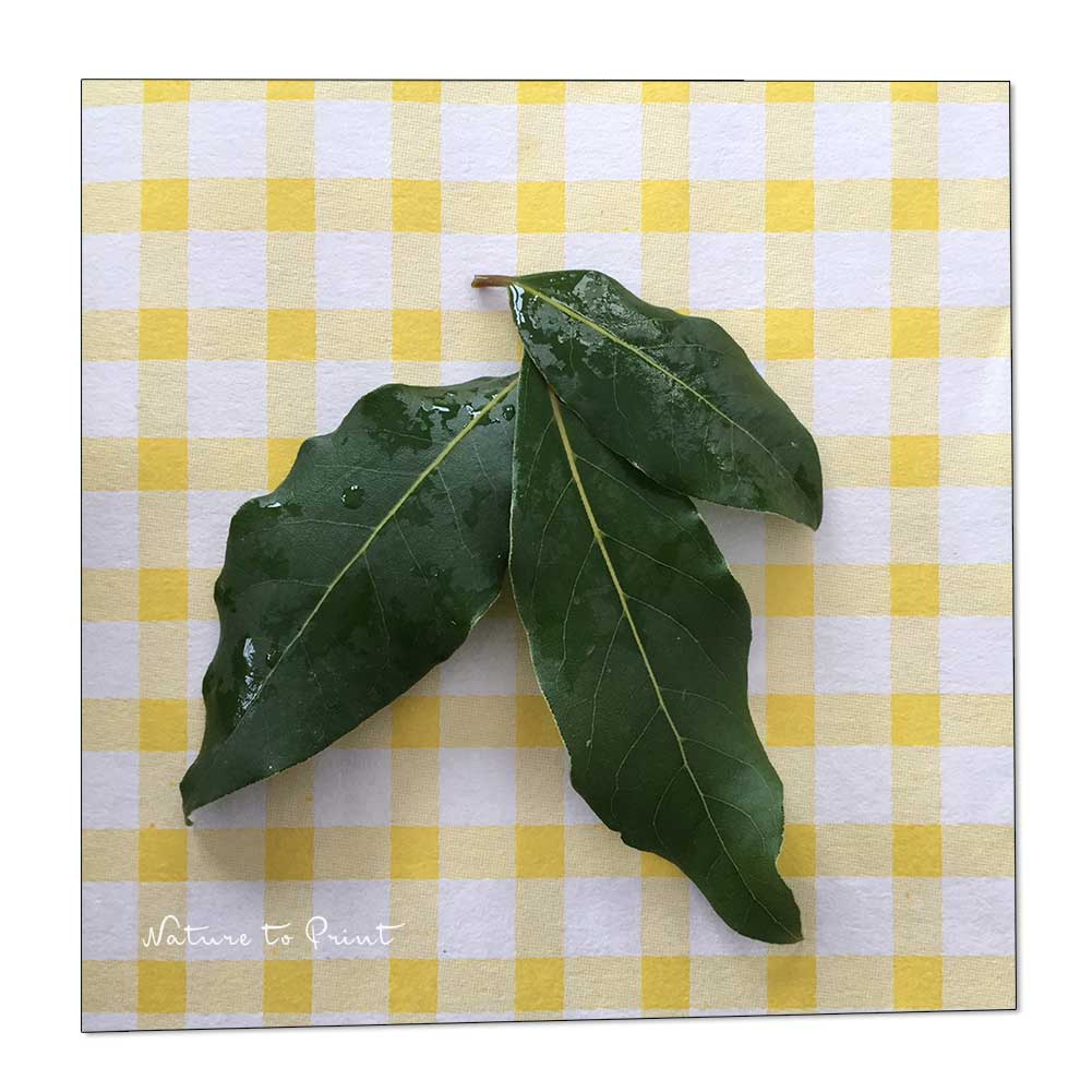 Echter Gewürzlorbeer ist winterhart, aber nur bis 5-7 Grad. Gartentipps, Gehölze Echter Gewürzlorbeer ernten und genießen.