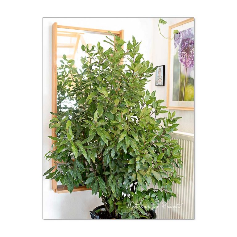 Echter Gewürzlorbeer ist winterhart, aber nur bis 57 Grad.