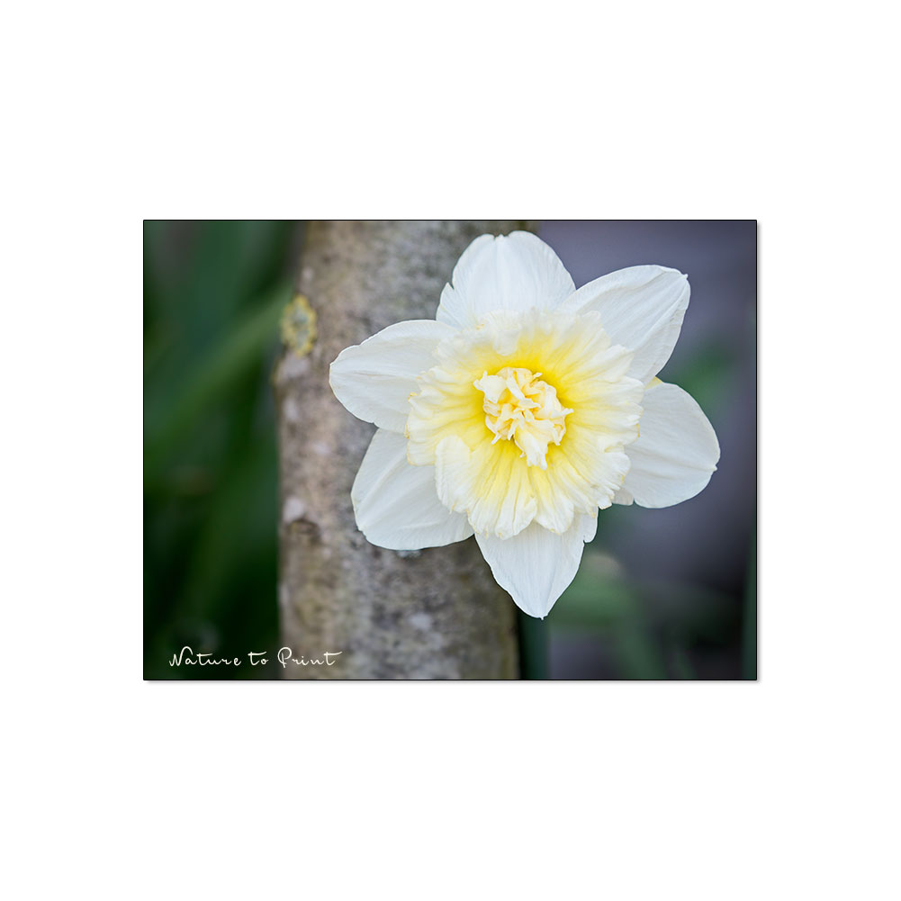 Blumenzwiebeln düngen. Warum Narzissen nicht von Luft und Liebe leben können.