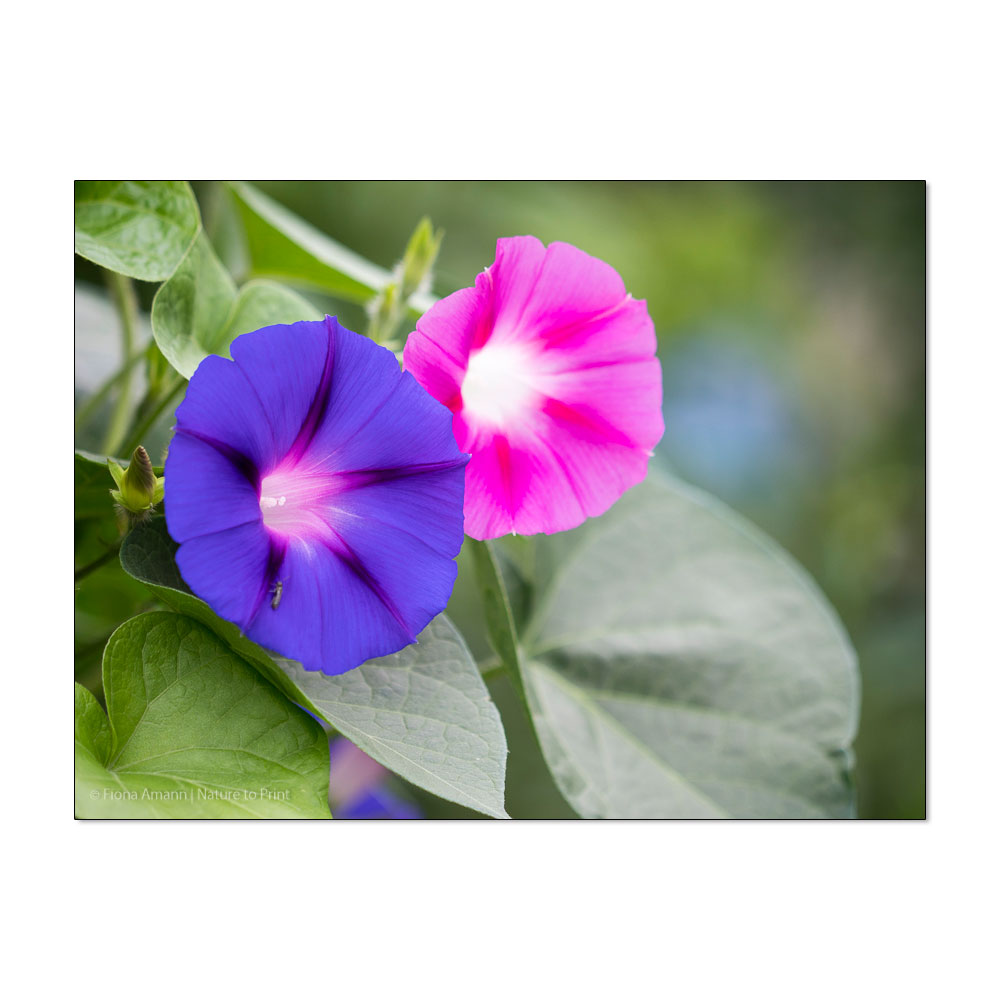 Sommerblumen-Aussaat gelingt einfach mit diesen Gartentipps