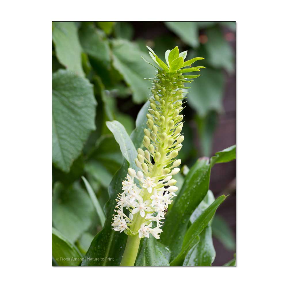 Blumenzwiebeln vorziehen | Eucomis, die Schopflilie