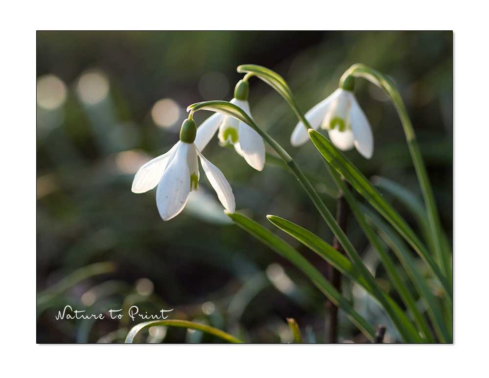 Schneeglöckchen verpflanzen und vermehren im Frühling