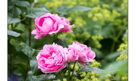 Gesunde Rosen. Wie erkennen, richtig pflegen & dauerhaft vital erhalten?