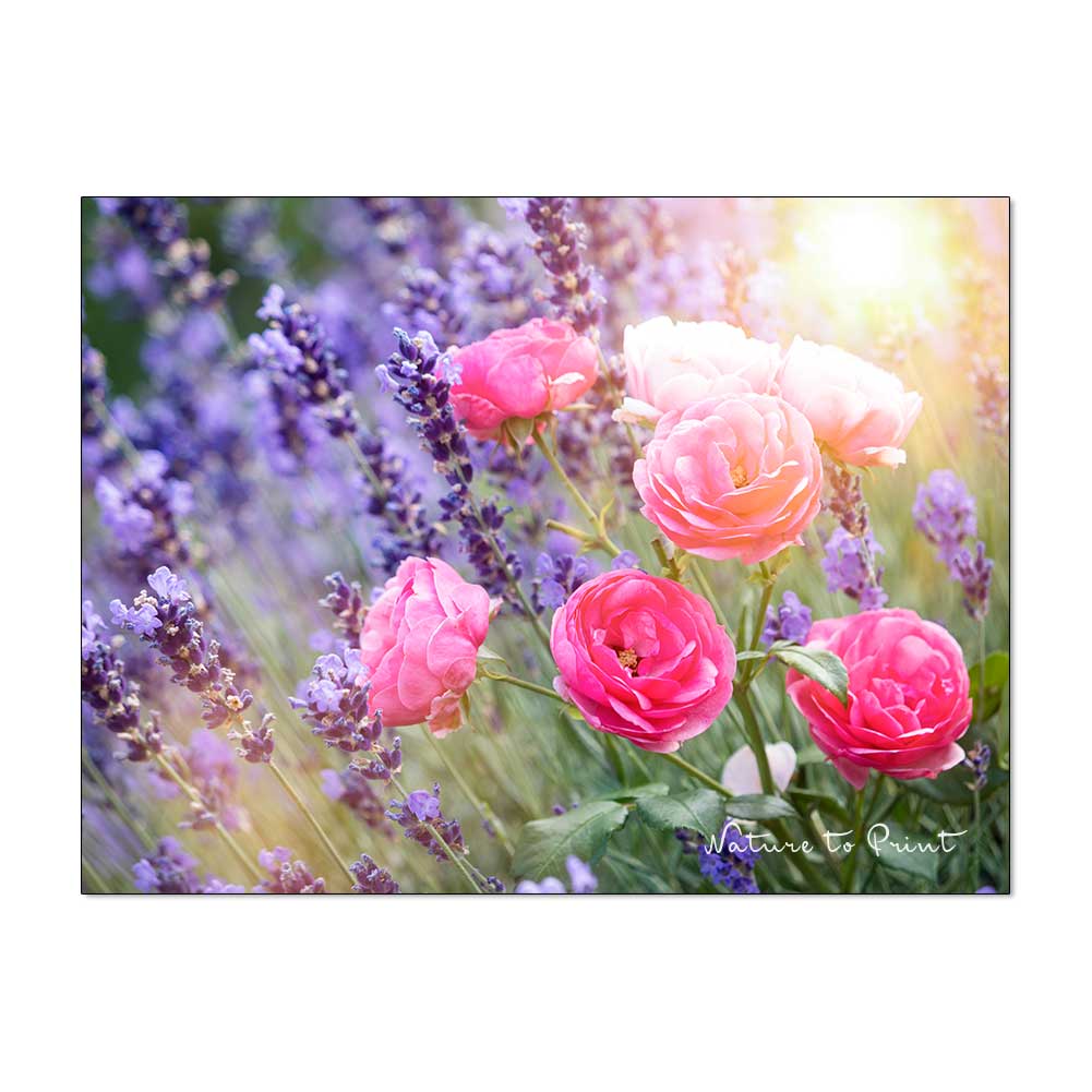 Der richtige Rosenschnitt zur richtigen Zeit. Pomponella an Lavendel