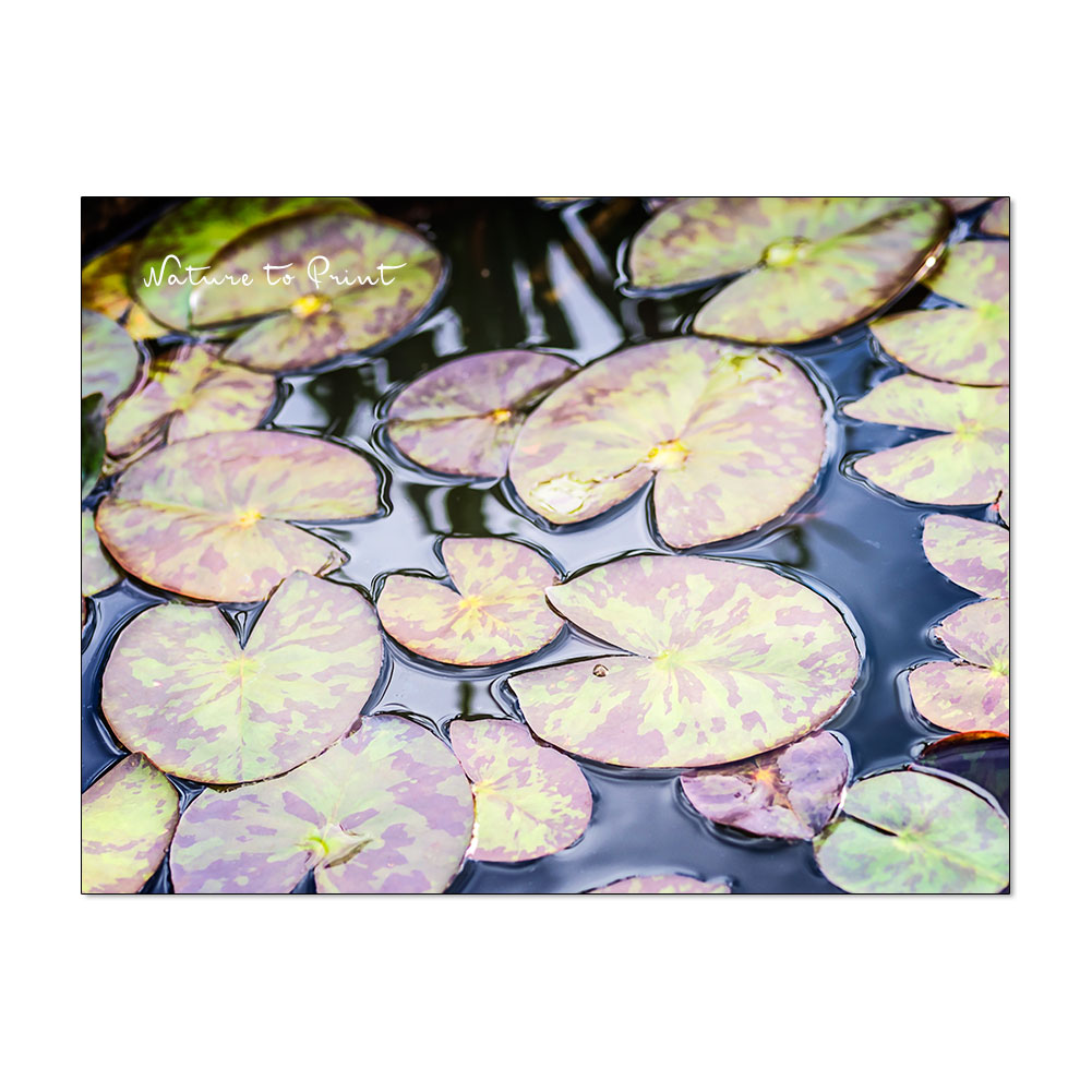 Seerose im Miniteich | Minit-Teichrose in Aprikot in einem halben Fass