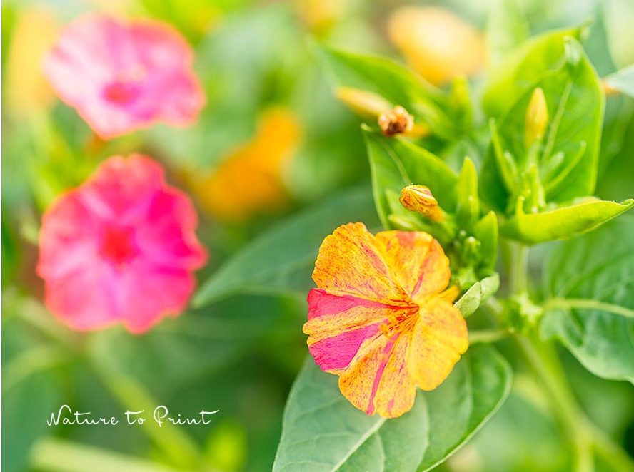 Mirabilis jalapa 'Marble Mix' mit Blüten in Pink, Aprikot und Aprikot-Pink marmoriert