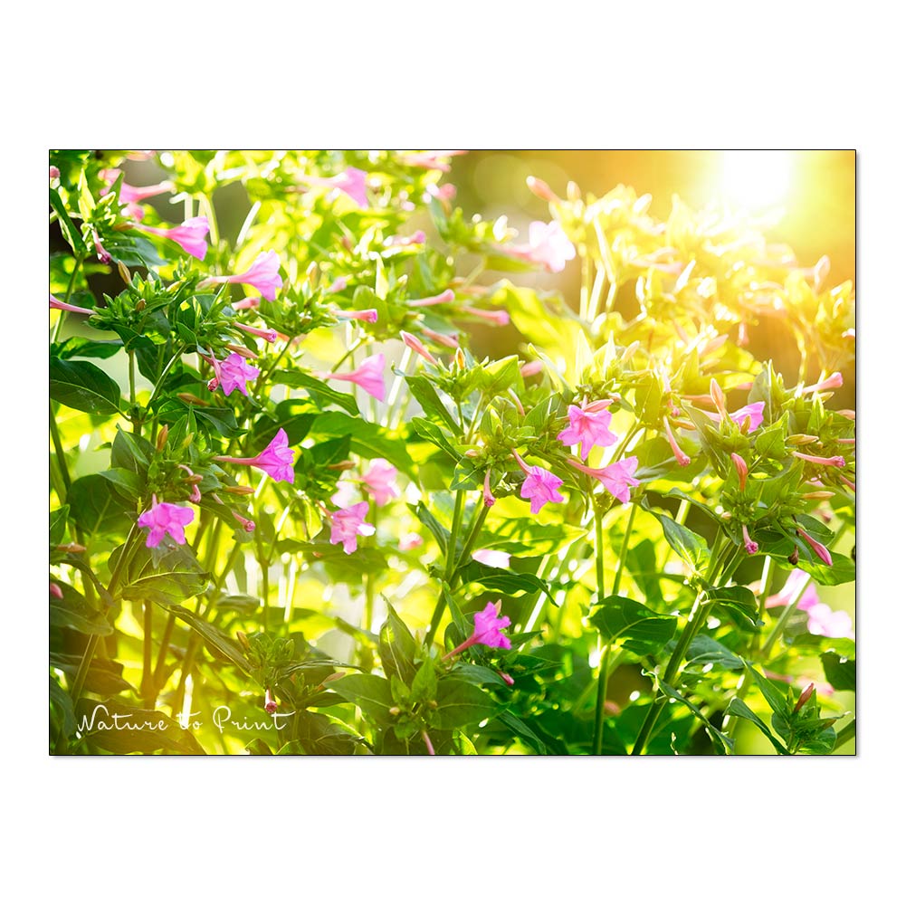 Wunderblumen säen | Pinke Wunderblume im Garten von Nature to Print