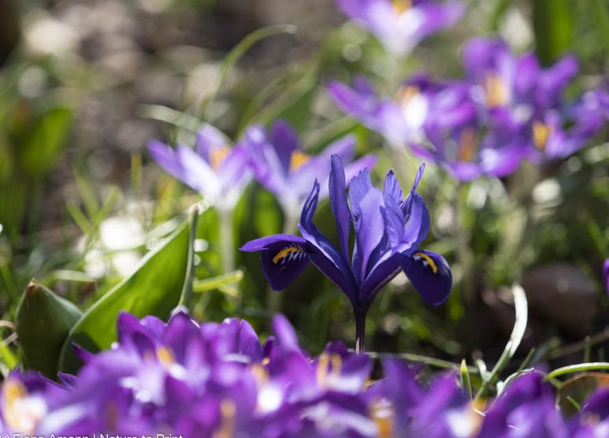 11 Gartentipps März. Was ist jetzt im Frühlingsgarten zu tun?