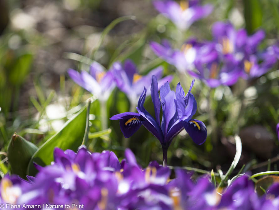11 Gartentipps März. Auch Zwiebelblumen brauchen jetzt Dünger.