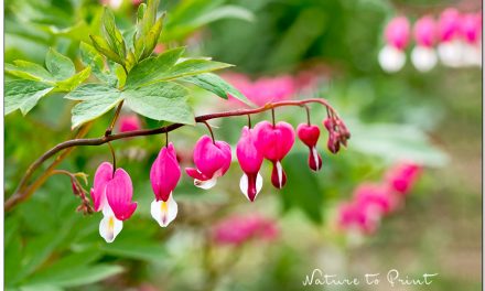 Gartenarbeiten im Mai. Was liegt an im Blumengarten?