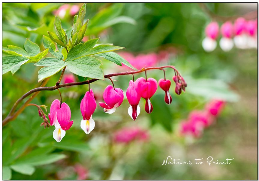 Gartenarbeiten im Mai. Das Tränende Herz ist dabei