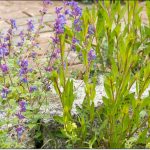 Zu Hilfe, welche Sämlinge wachsen denn da?