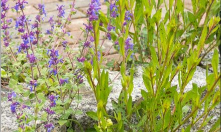 Zu Hilfe, welche Sämlinge wachsen denn da?