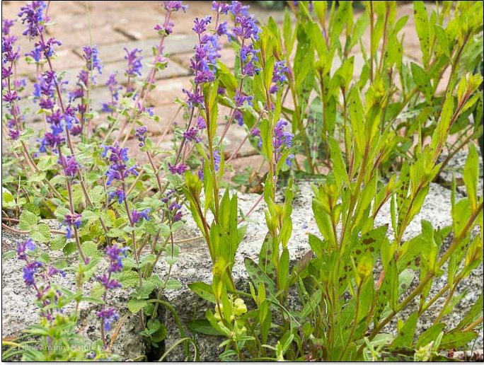 Zu Hilfe, welche Sämlinge wachsen denn da? Blumengarten, Gartentipps, Sommerblumen Prachtkerze Gaura und Katzenminze hinterlassen überall ihre Sämlinge