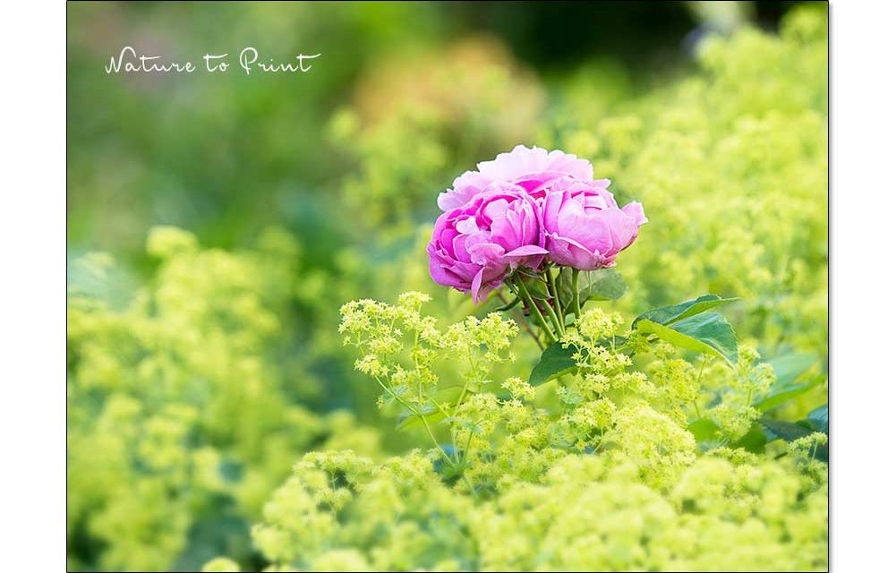 14 Rosenbegleiter. Die schönsten Pflanzpartner für Rosen.