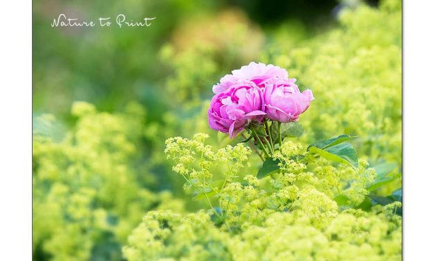 14 Rosenbegleiter. Die schönsten Pflanzpartner für Rosen.