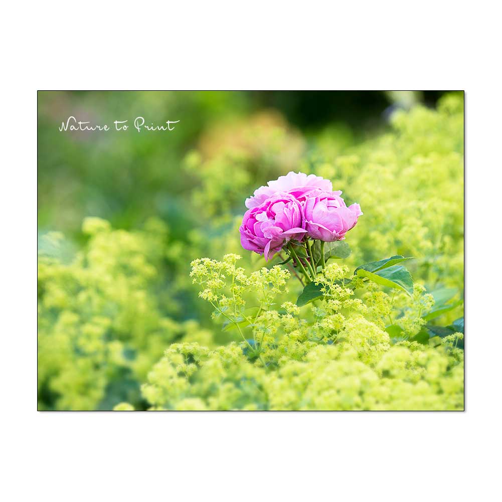 Rosenbegleitpflanzen | 14 Rosenbegleiter im romantischen Rosengarten