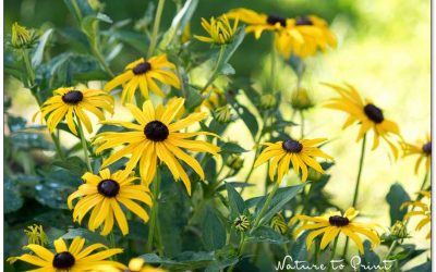 Gelbe Blumenbilder machen glücklich