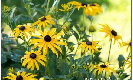 Gelbe Blumenbilder machen glücklich