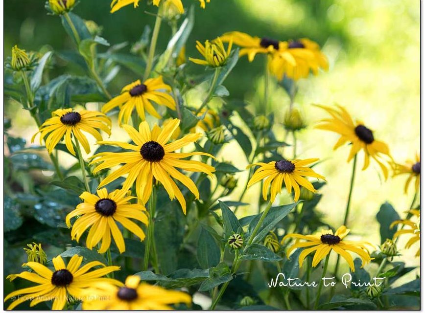 Gelbe Blumenbilder machen glücklich