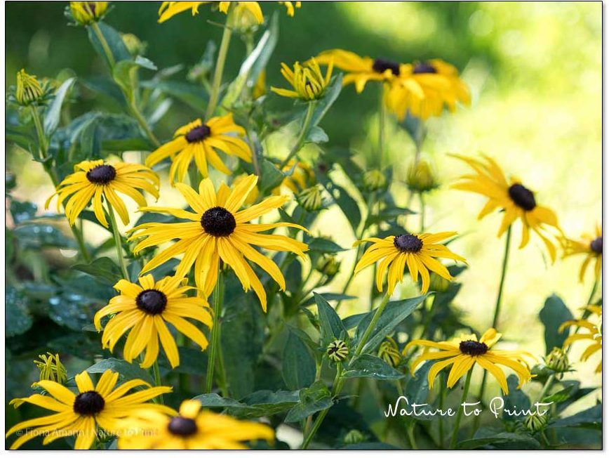 Gelbe Blumenbilder machen glücklich Blumenbild, Schöner wohnen Gelbe Blumenbilder machen glücklich | Sonnengelbe Rudbeckia