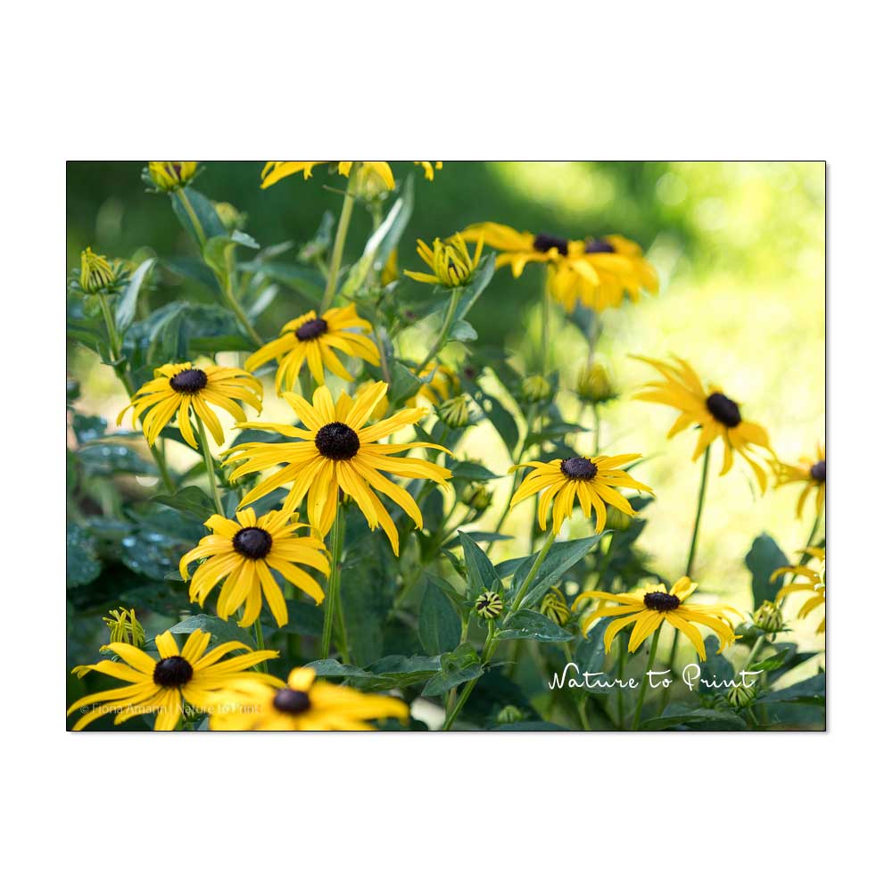 Gelbe Blumenbilder machen glücklich | Sonnengelbe Rudbeckia