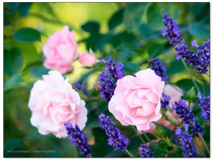 Rosenbild Rose Sommerwind an Lavendel Rosenbild Rose Sommerwind an Lavendel