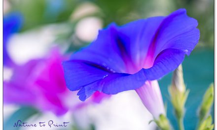 Die Trichterwinde. Grüner, schneller Sichtschutz für Beet & Balkon.