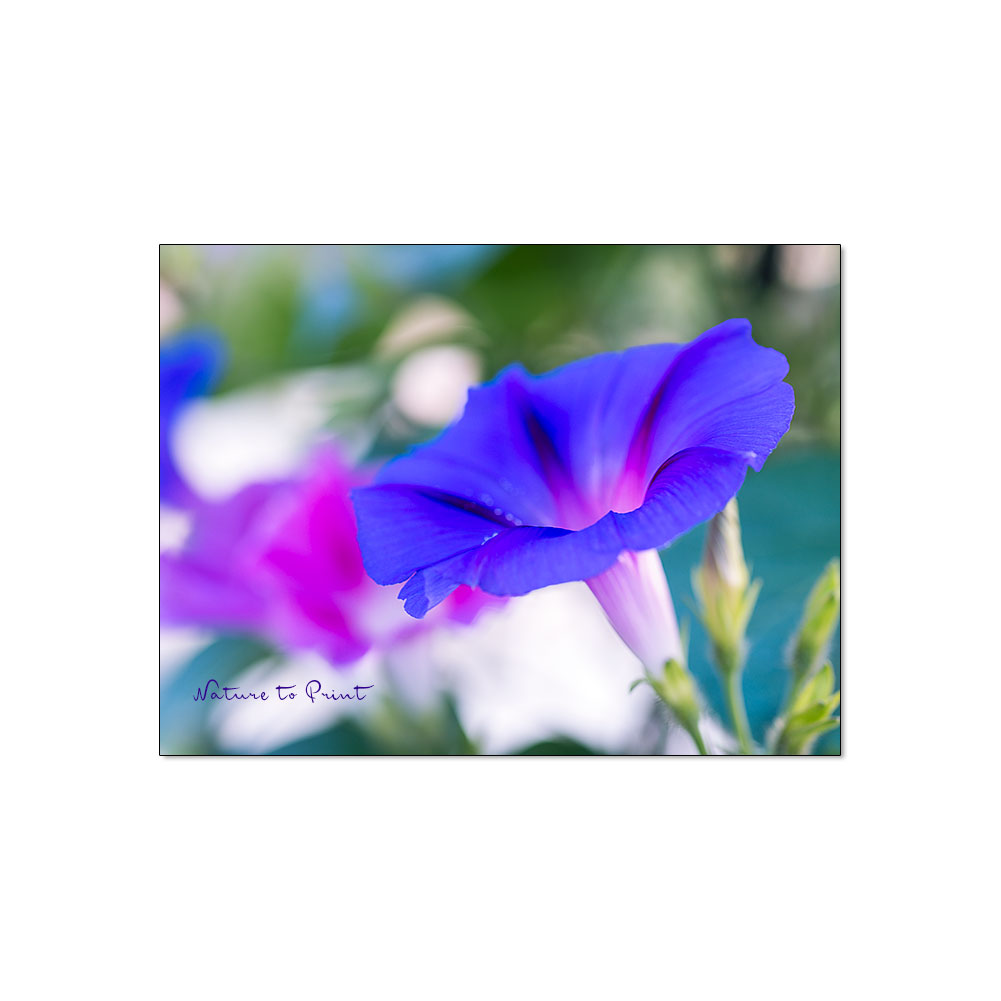 Trichterwinde. Schnell wachsender Sichtschutz mit bunten Blüten.
