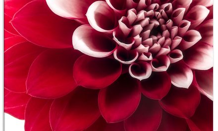 Dahlien vorziehen im April. Kleine Mühe, 4 Vorteile.