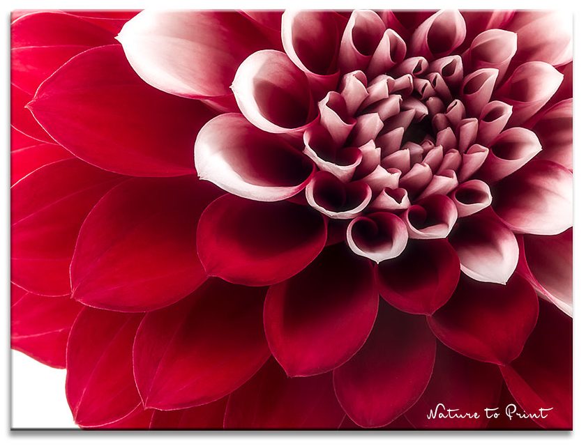 Dahlien vorziehen im April. Kleine Mühe, 4 Vorteile. Blumenbild, Blumengarten, Gartentipps Dahlien vorziehen. 4 Vorteile, wenig Mühe