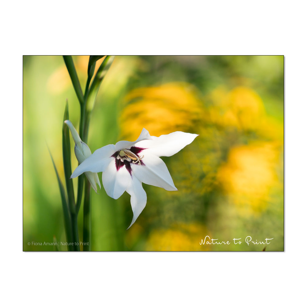 Abessinische Gladiole im Garten von Nature to Print