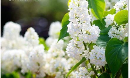 Flieder schneiden. Wann, wie und warum?